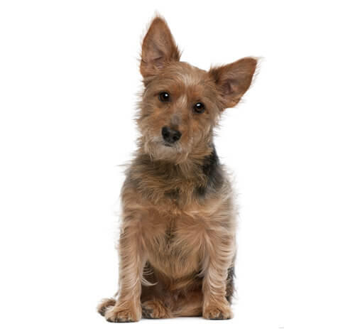 Terrier australiano