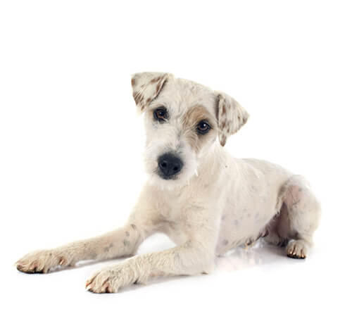 Parson jack russell terrier (de pelo corto/suave)