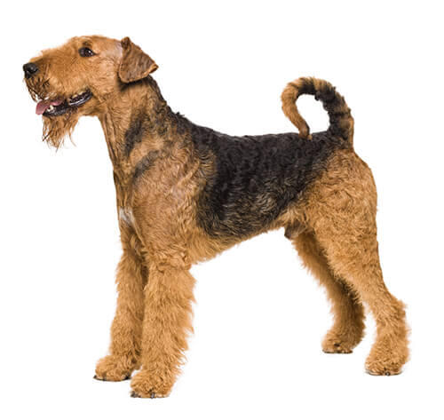 Terrier de Airedale