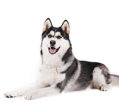 Malamute de Alaska