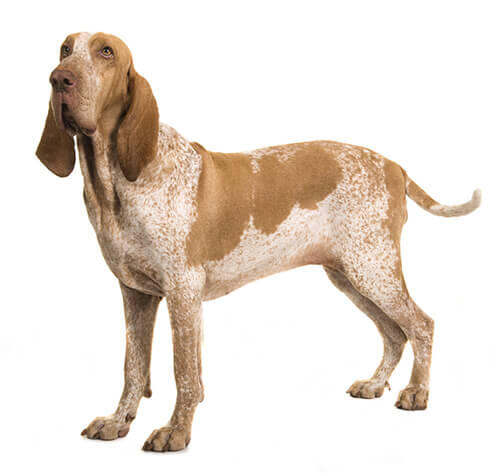 Bracco italiano