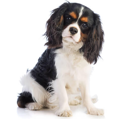 King Charles Spaniel