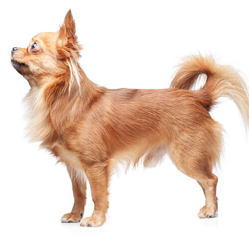 Chihuahua (de pelo largo)