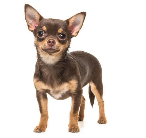 Chihuahua (de pelo suave)