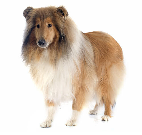 Rough Collie o Pastor Escocés