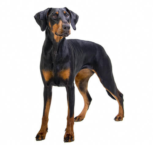 chupar de madera Delgado Información sobre la raza de perro Dóberman | Purina ®
