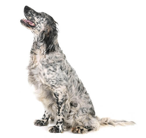 Setter inglés