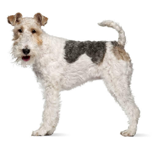 Fox Terrier de pelo duro