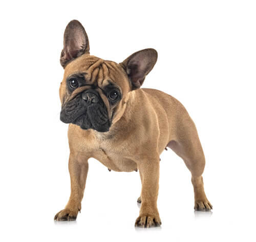 lobo Experto Familiar Información sobre la raza de perro Bulldog francés | Purina ®