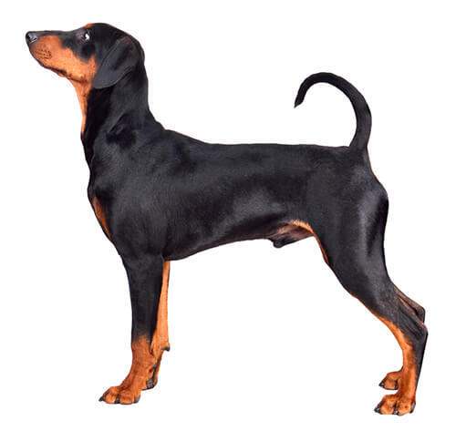 Pinscher alemán