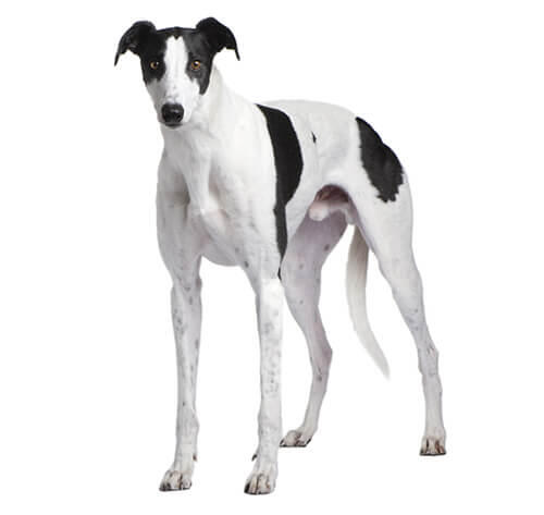 Galgo