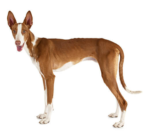 Podenco ibicenco (de pelo corto y liso)