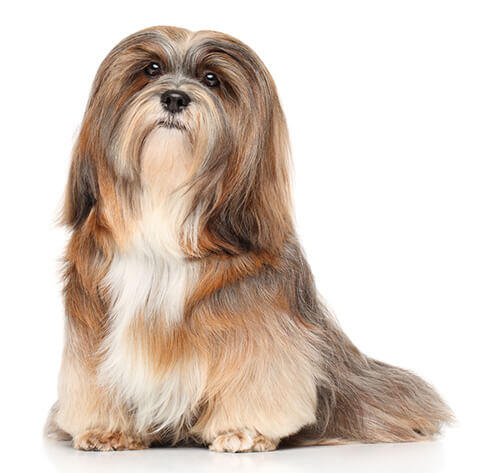 Información sobre la raza de perro | Purina