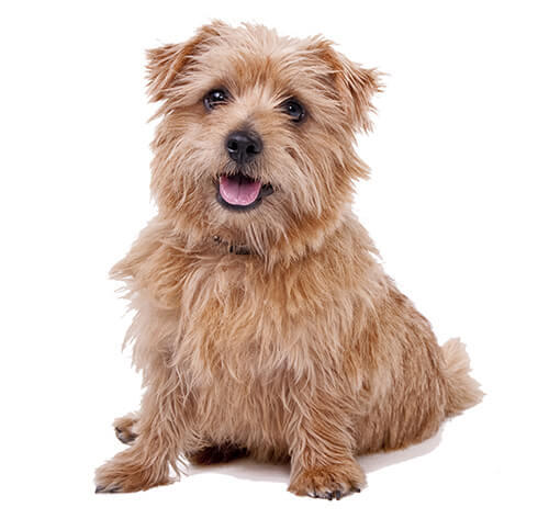 Terrier de Norfolk (Norfolk Terrier)