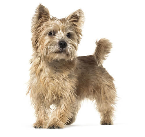 Terrier de Norwich (Norwich terrier)