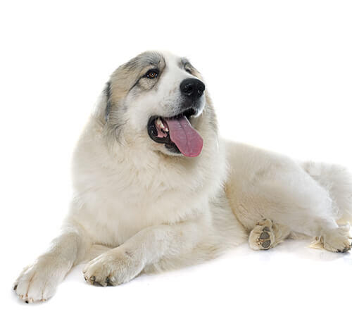 Perro de montaña de los Pirineos