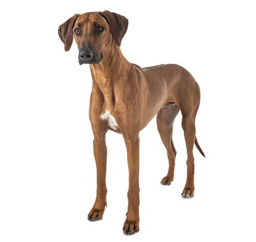 Crestado rodesiano (rhodesian ridgeback)