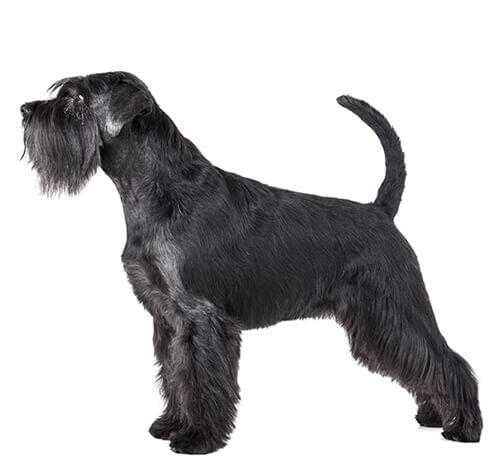 Schnauzer estándar