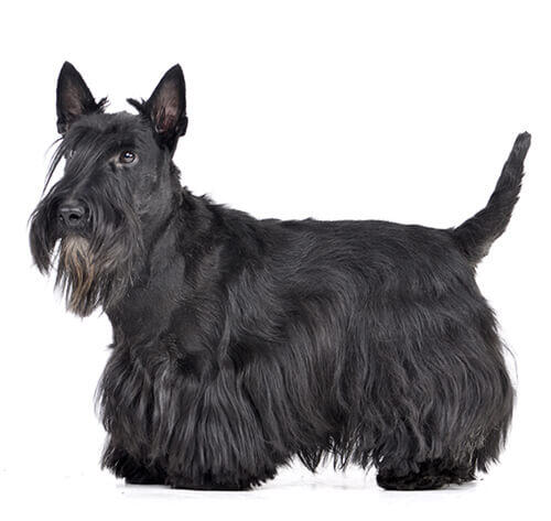 Terrier escocés (scottish terrier)