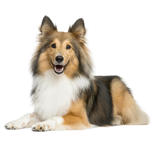 Pastor de Shetland (Shetland sheepdog)