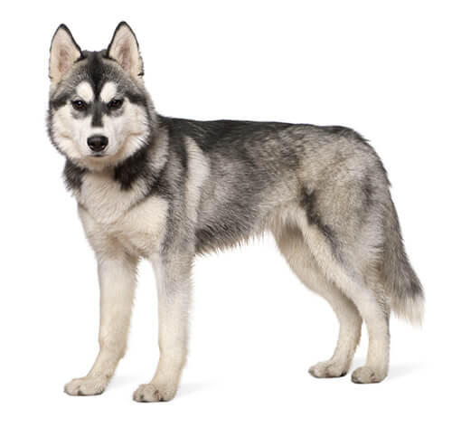 Husky siberiano