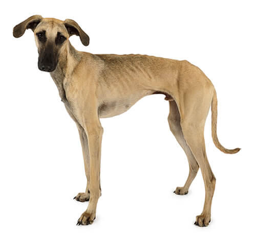 Sloughi (galgo árabe)