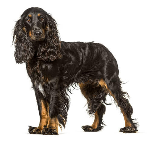 Field Spaniel