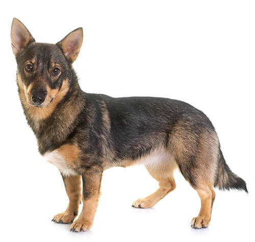 Vallhund sueco