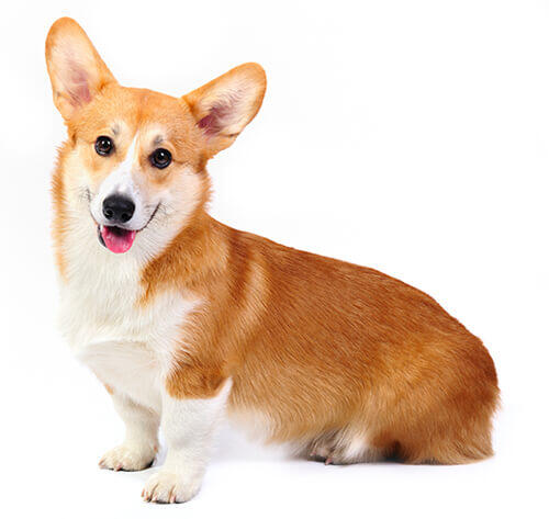 Corgi galés de Pembroke