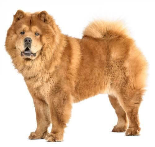 Chow Chow (de pelo suave)