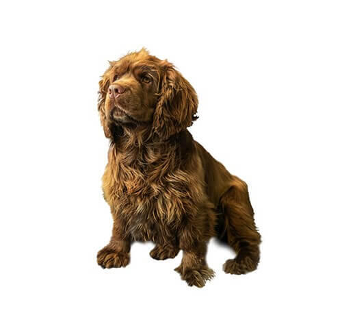 Sussex Spaniel