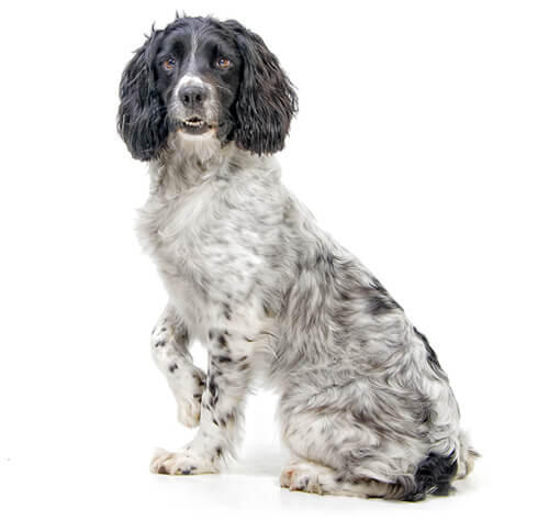 Springer Spaniel inglés