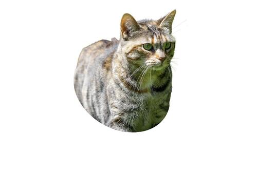 Gato atigrado de pie sobre fondo blanco, mirando hacia la derecha