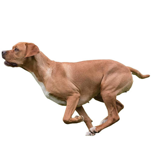 Perdiguero portugués de color marrón corriendo sobre fondo blanco