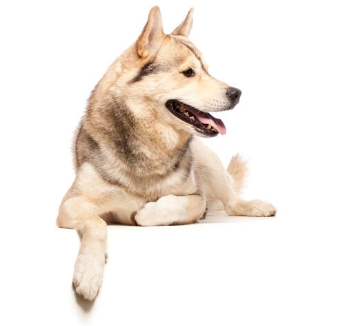 Perro de Groenlandia tumbado sobre fondo blanco, mirando hacia un lado