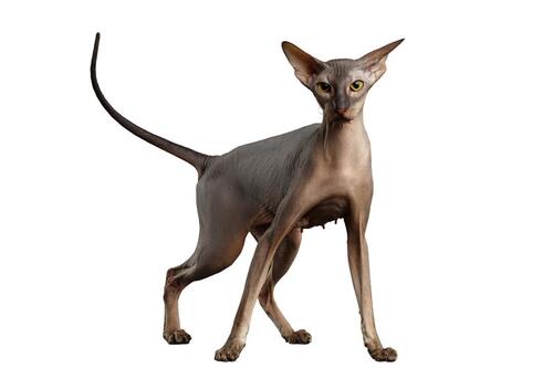 Gato sin pelo de cuerpo entero sobre fondo blanco, mirando al frente.