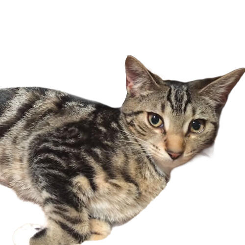 Gato Sokoke atigrado acostado sobre una cama suave con fondo blanco