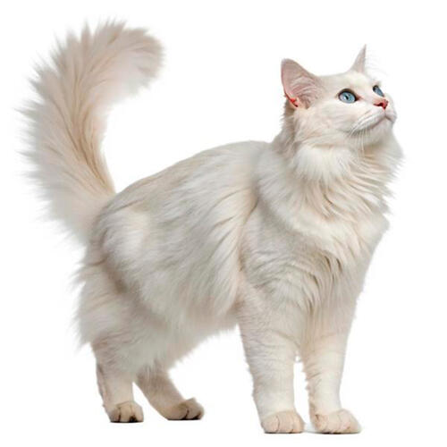 Gato de pelo largo blanco de pie, mirando hacia arriba, sobre fondo blanco