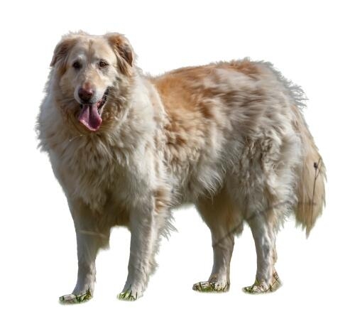 Perro grande de pelaje largo y color crema con manchas marrones, de pie sobre fondo blanco