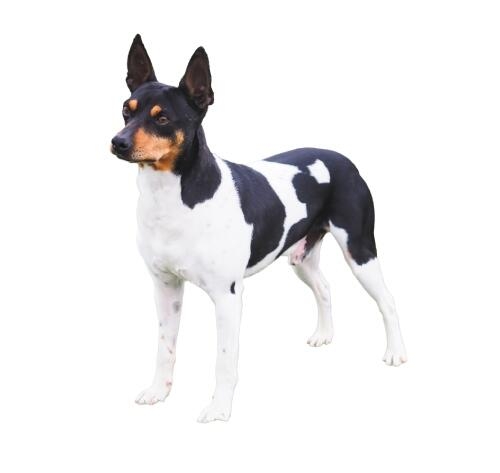 Perro de pelaje blanco con manchas negras y marrones, orejas erguidas, de pie sobre fondo blanco
