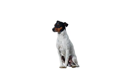 Bodeguero Andaluz