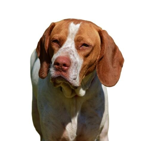 Perro marrón y blanco con orejas largas sobre fondo blanco