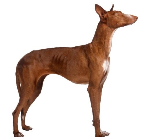 Perro de cuerpo esbelto y pelaje corto color marrón rojizo con manchas blancas, posando de perfil sobre fondo blanco