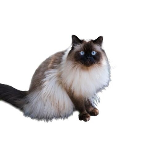 Gato himalayo de ojos azules y pelaje largo color crema con cara oscura en un fondo blanco