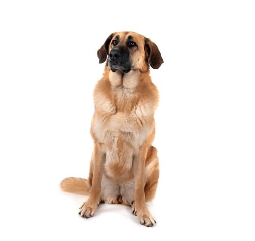 Perro mastín español de gran tamaño y pelaje marrón claro sentado sobre fondo blanco