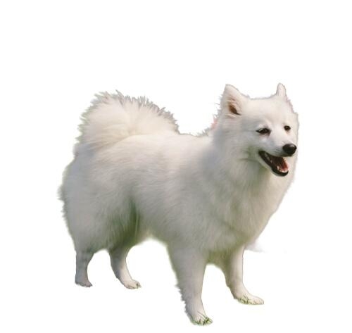 Perro Esquimal Americano