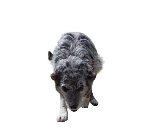 Perro de pelaje gris y negro caminando hacia la cámara con la cabeza baja y mirada intensa, sobre un fondo blanco