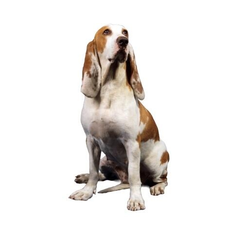 Perro de pelaje blanco y marrón sentado con fondo blanco