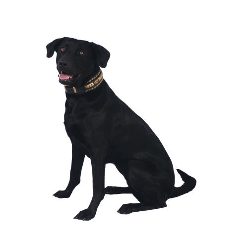 Perro negro de pelaje corto sentado, con collar decorativo y expresión amigable.