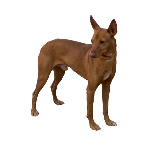 Perro podenco de pelaje marrón claro con orejas grandes y erguidas, de pie y mirando hacia un lado sobre fondo blanco.